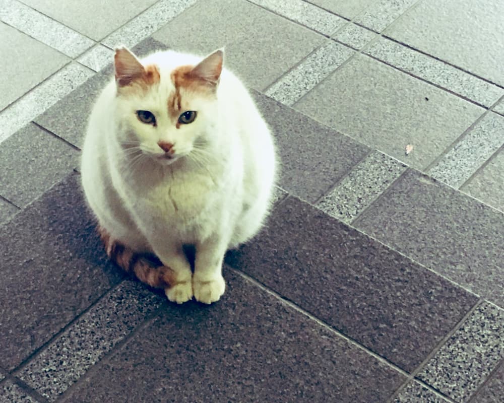 ドロップ先の猫